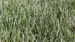 Dwarf spikerush (Eleocharis parvula)