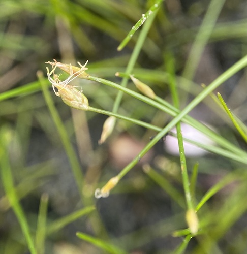 Dwarf spikerush (Eleocharis parvula)