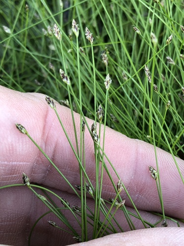 Dwarf spikerush (Eleocharis parvula)