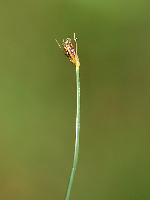 Fewflower spikerush: Wenigblütige Sumpfbinse