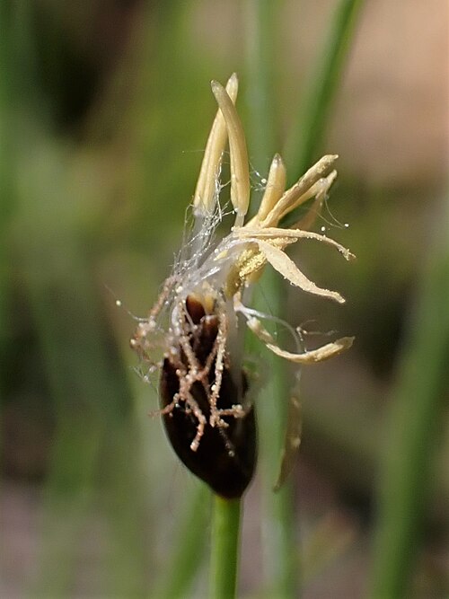 Fewflower spikerush: Eleocharis quinqueflora in the Botanischer Garten, Berlin-Dahlem