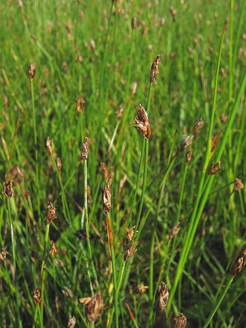 Fewflower spikerush: Wenigblütige Sumpfsimse Eleocharis quinqueflora , Müritz-Gebiet