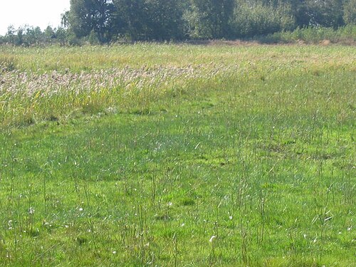 Onescale spikerush: Einspelzige Sumpfbinse ( Eleocharis uniglumis ), habitus