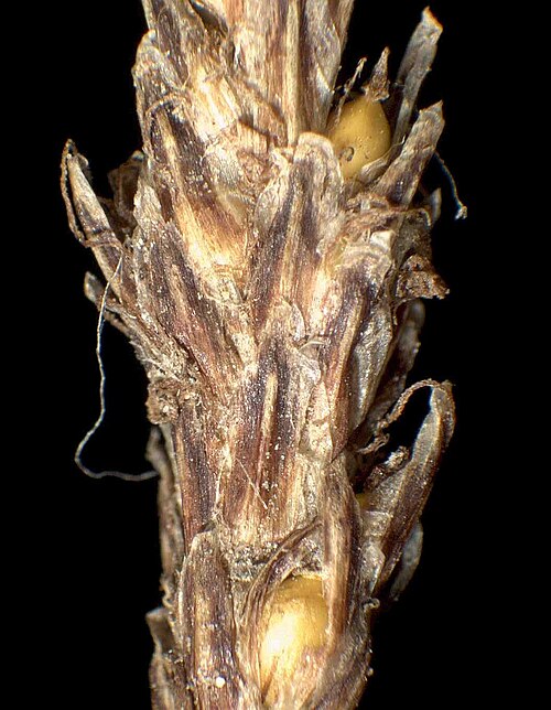 Onescale spikerush: Eleocharis uniglumis