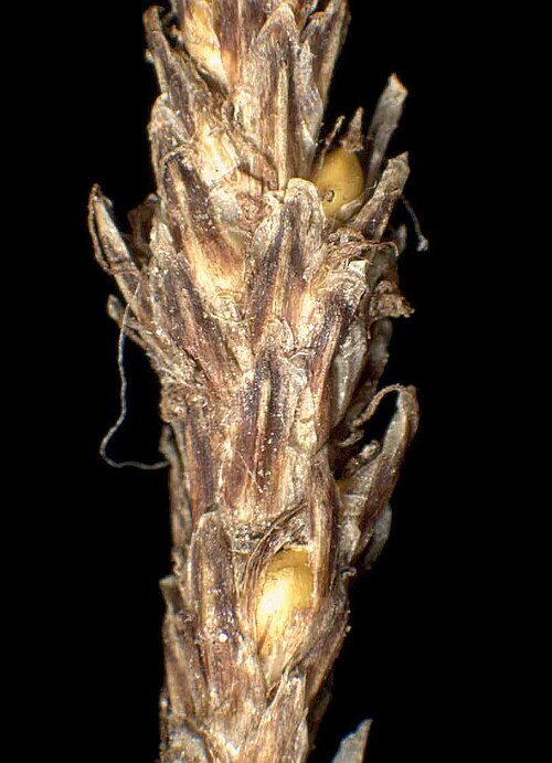 Onescale spikerush: Eleocharis uniglumis
