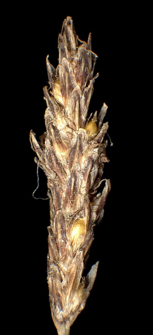 Onescale spikerush: Eleocharis uniglumis