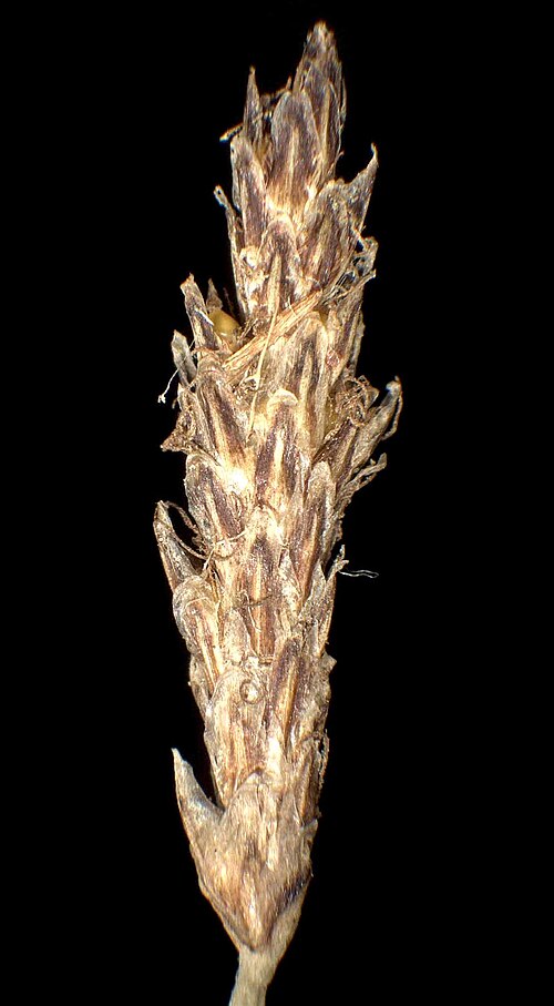 Onescale spikerush: Eleocharis uniglumis