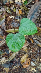 Elephantomene eburnea (Elephantomene eburnea)