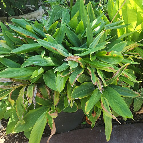 Cardamom: A mature cardamom plant