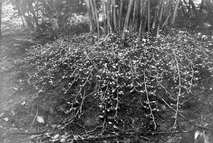 Cardamom: Repronegatief. Goed dragende 2-jarige cardamomplant (Elettaria cardamomum) in vruchtdracht