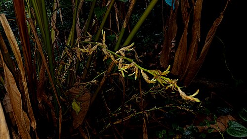Cardamom: Nativeplants Botanical Garden