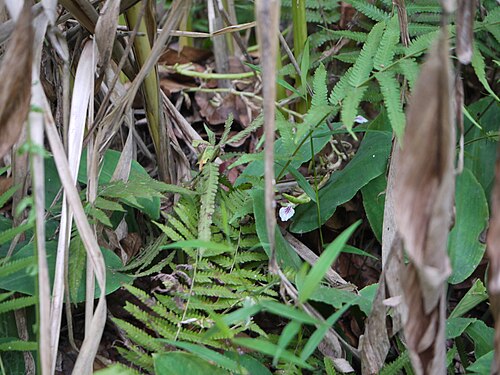 Cardamom: Zingiberaceae (ginger family) » Elettaria cardamomum el-eh-TAR-ee-uh -- from the Malabar name of the seed of this plant, ഏലത്തരി elatarri kar-duh-MO-mum -- from