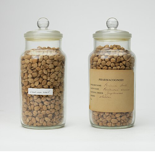 Cardamom: Glass jar of fruits from the Cardamom plant (Elettaria cardamomum). From the Materia Medica collection of Professor Terry Turner.