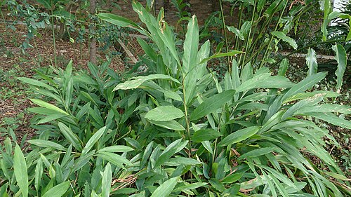 Cardamom: Elettaria cardamomum. Common names: Cardamom, Malabar cardamom, Ceylon cardamom. The fruit pods/capsules from this ginger plant must be harvested just before ma