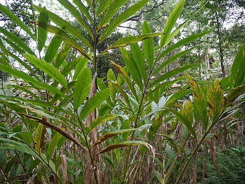 Cardamom: Zingiberaceae (ginger family) » Elettaria cardamomum el-eh-TAR-ee-uh -- from the Malabar name of the seed of this plant, ഏലത്തരി elatarri kar-duh-MO-mum -- from