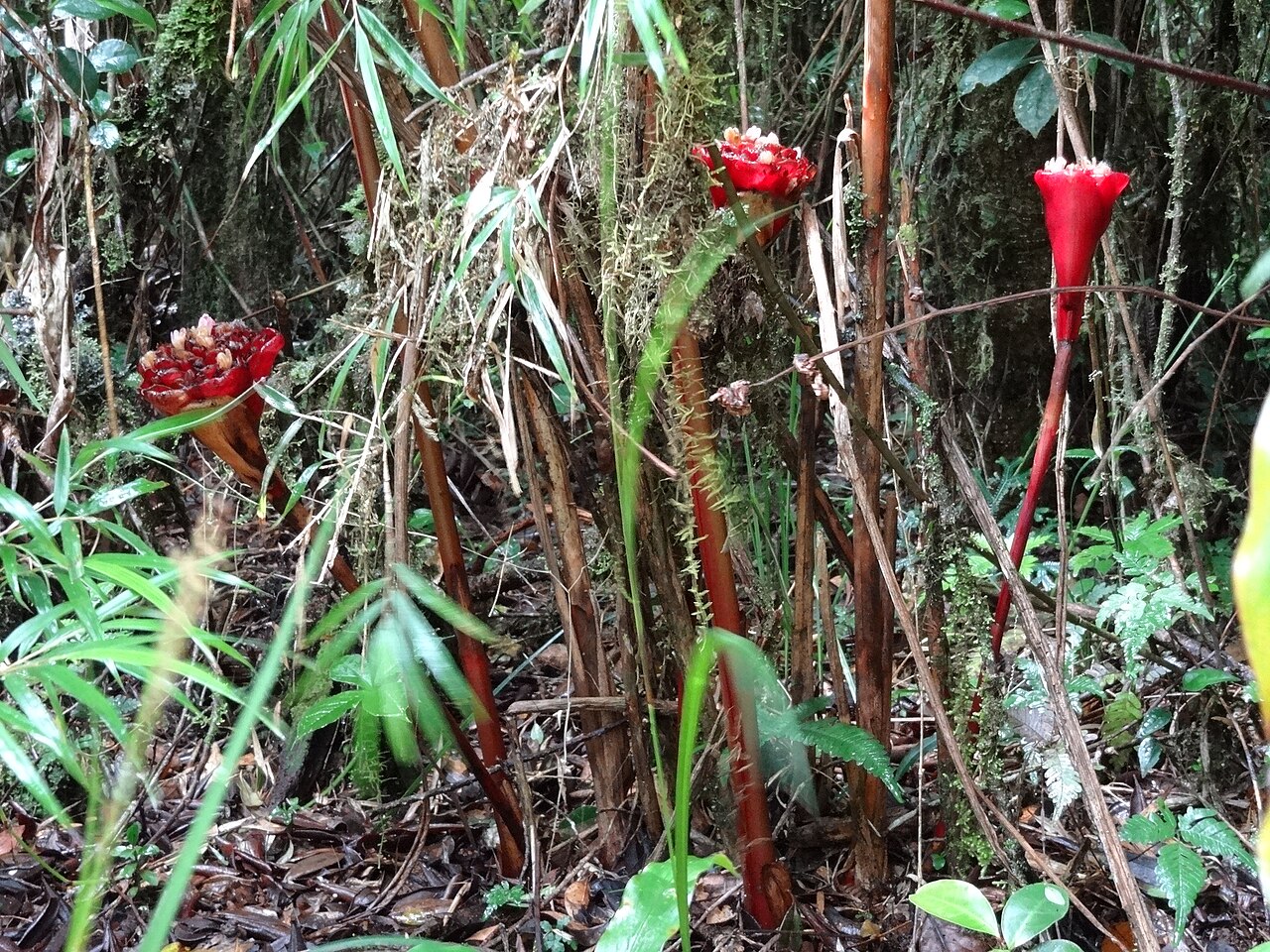Elettaria floribunda: Horton Plains National Park