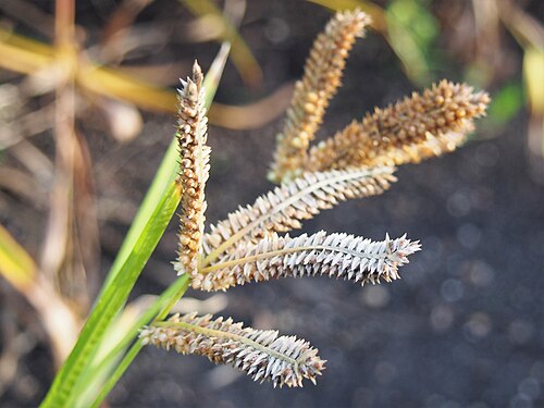 Finger millet: African millet ( Eleusine coracana ) fruits, plant cultivated in Wrocław University Botanical Garden, Wrocław, Poland.