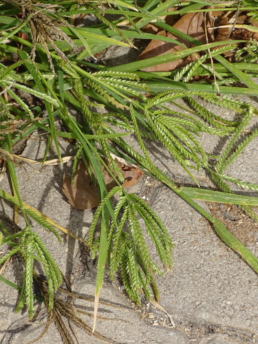 Finger millet (Eleusine coracana)