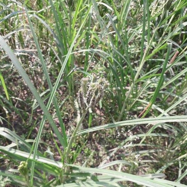 Finger millet (Eleusine coracana)