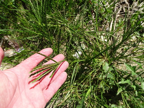 Finger millet (Eleusine coracana)