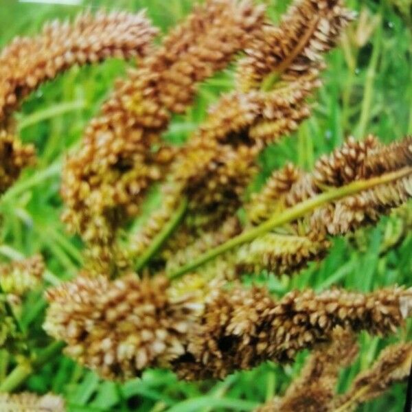 Finger millet (Eleusine coracana)