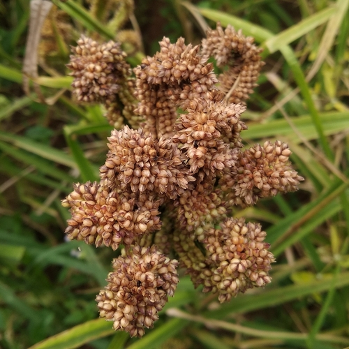 Finger millet (Eleusine coracana)