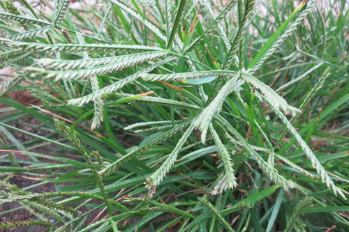 Finger millet (Eleusine coracana)