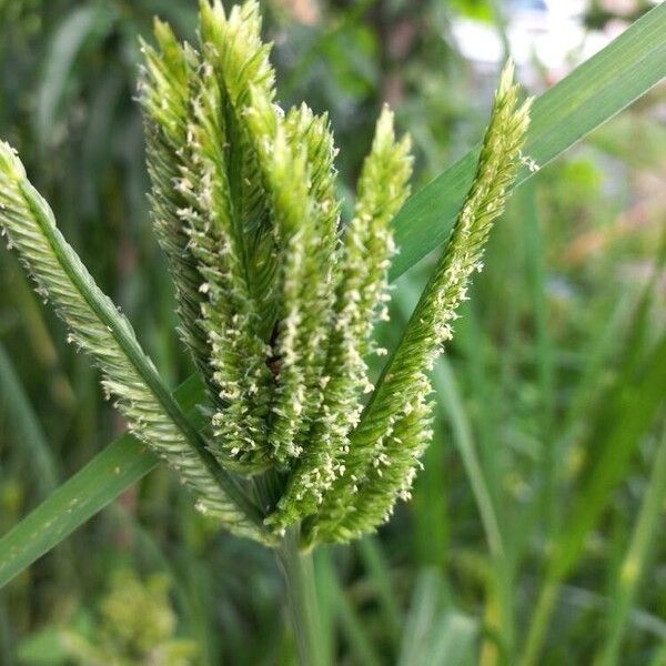 Finger millet (Eleusine coracana)