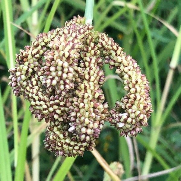 Finger millet (Eleusine coracana)