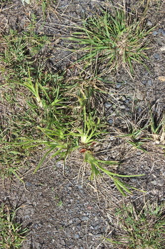 Indian goosegrass (Eleusine indica)