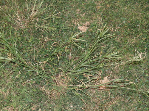 Indian goosegrass (Eleusine indica)