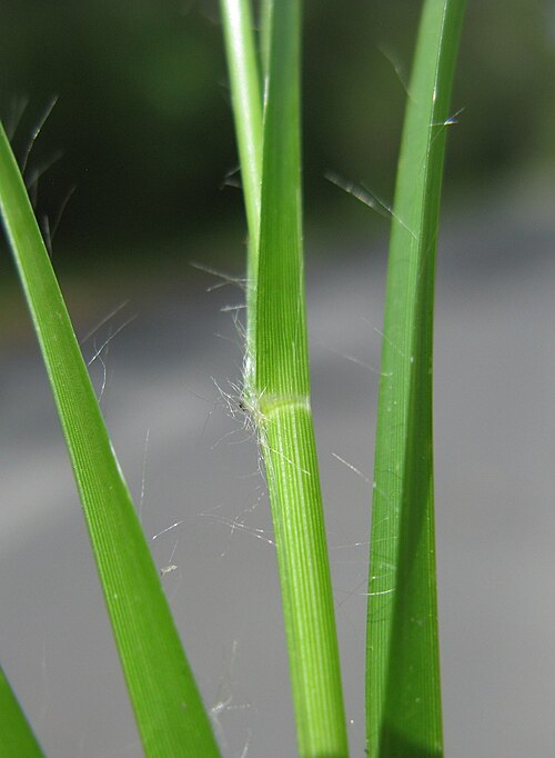 Indian goosegrass: Leaves and stems are tough. Edges of leaves have sparse long hairs.