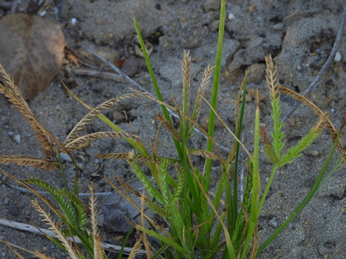 Indian goosegrass (Eleusine indica)