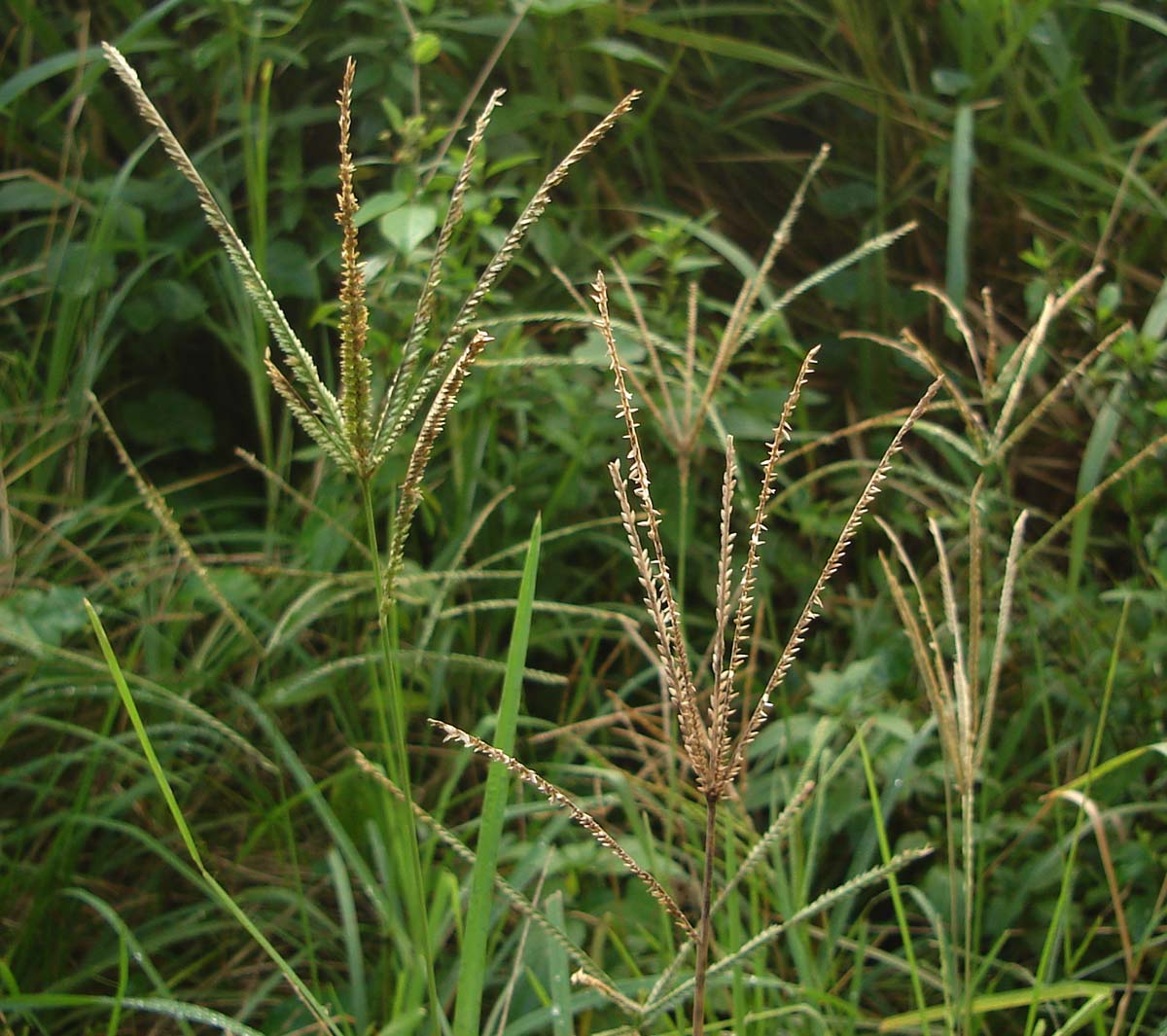 Indian goosegrass: Eleusine indica, close-up, (takataka) a stubborn grass along a Tonga n roadside and everywhere else