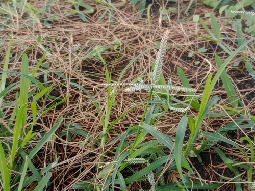 Indian goosegrass (Eleusine indica)