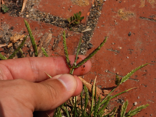 Indian goosegrass (Eleusine indica)