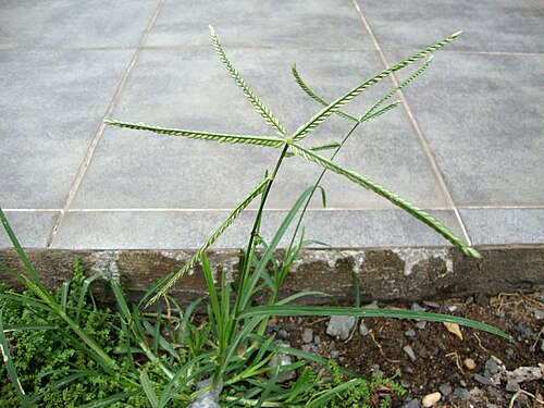 Indian goosegrass: Mần trầu
