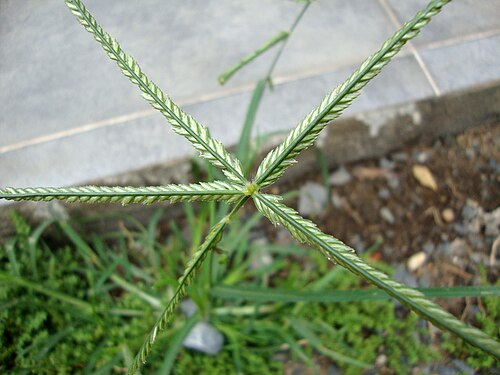 Indian goosegrass: Cỏ mần trầu