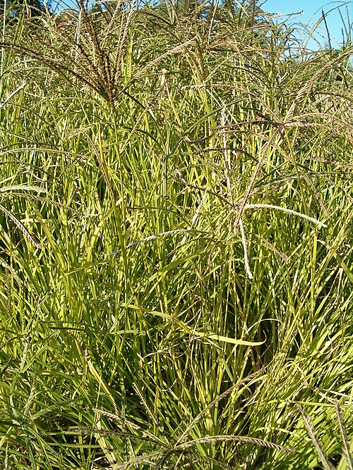 Indian goosegrass: Species Eleusine indica Familia Poaceae Location: Botanical Gardens Berlin Habitus