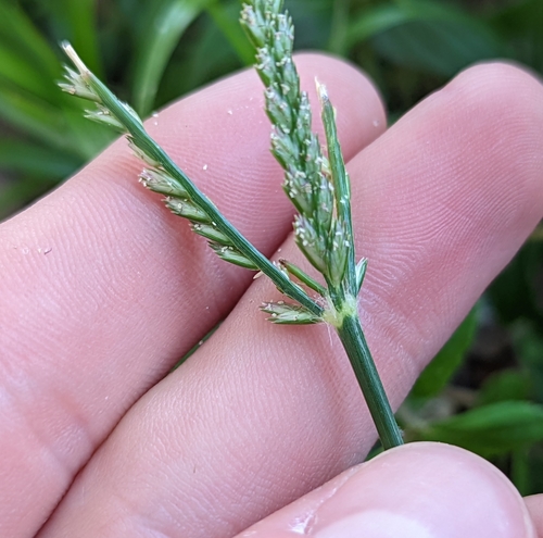 Indian goosegrass (Eleusine indica)