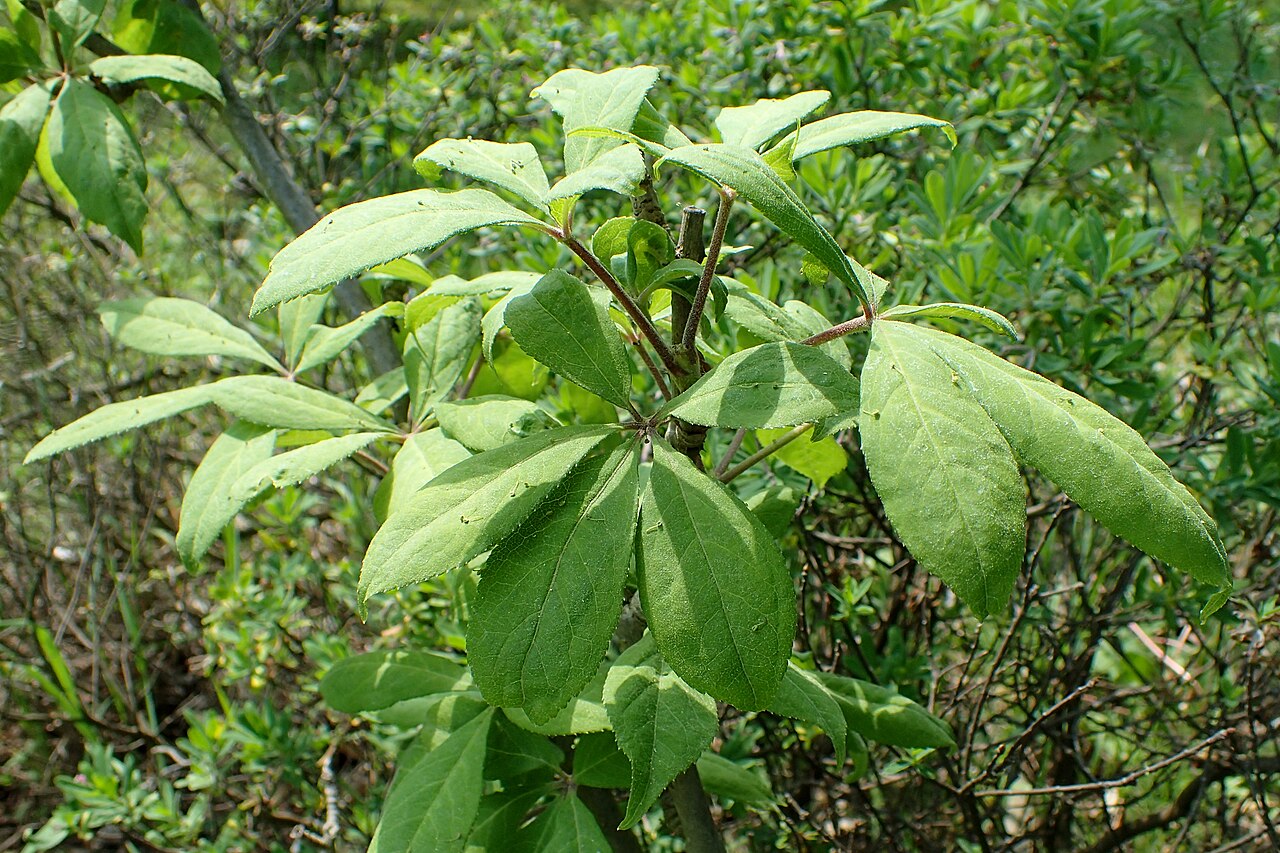 Eleutherococcus henryi: Eleutherococcus henryi in the Botanischer Garten, Berlin-Dahlem