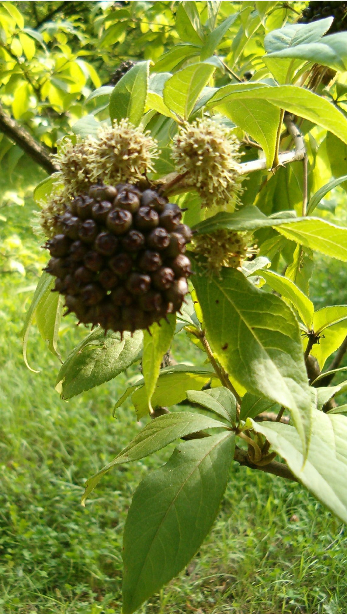 Eleutherococcus henryi (Eleutherococcus henryi)