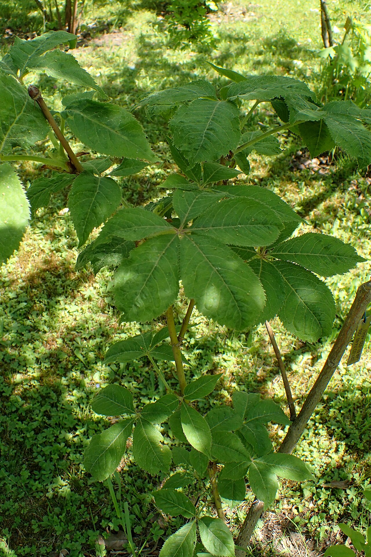 Eleutherococcus leucorrhizus: Eleutherococcus leucorrhizus var. scaberulus in the Botanischer Garten, Berlin-Dahlem