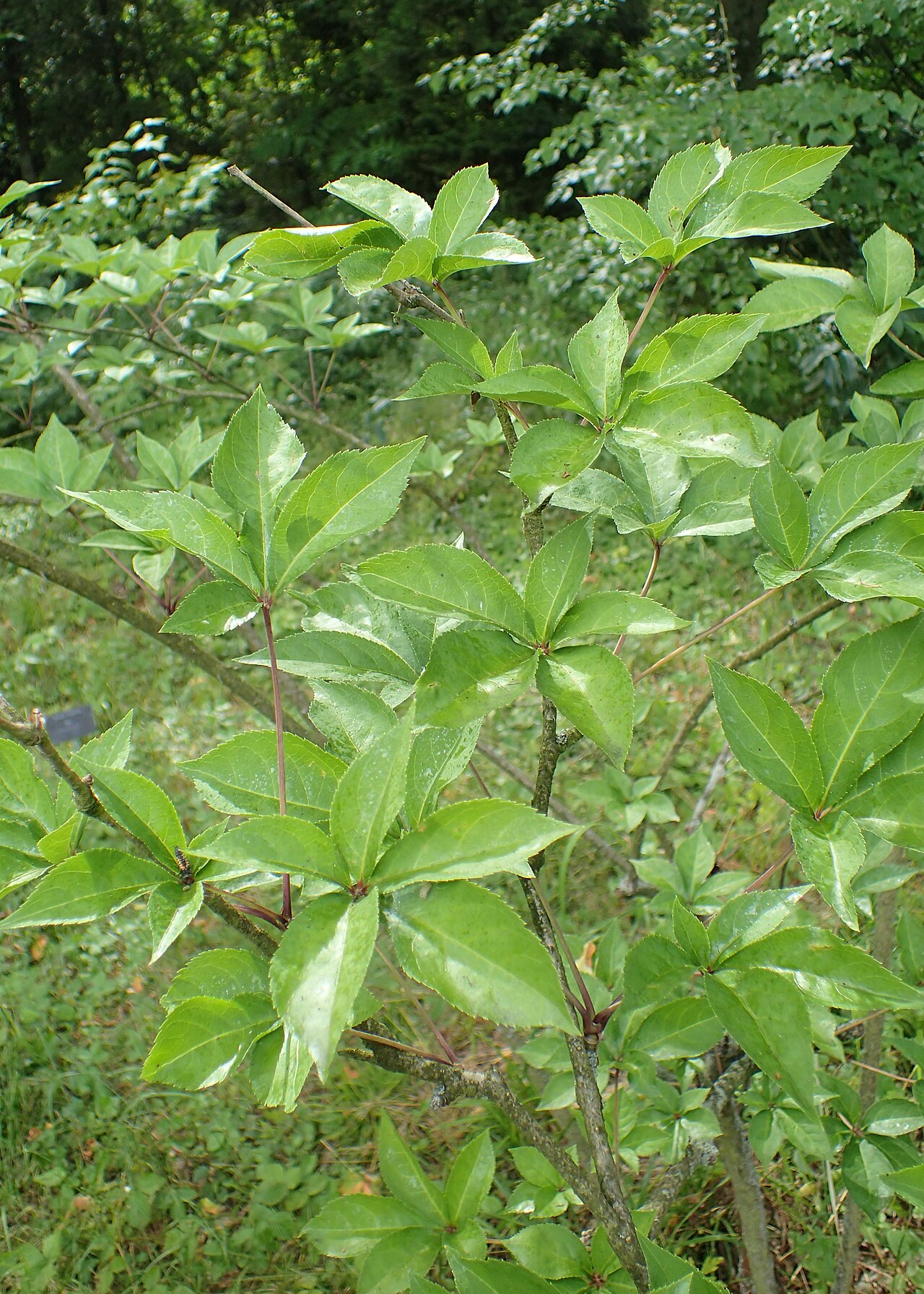 Eleutherococcus leucorrhizus: Eleutherococcus leucorrhizus in Arboretum Rogow, Poland