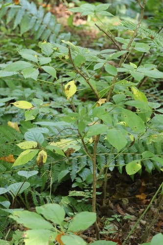 Siberian ginseng (Eleutherococcus senticosus)