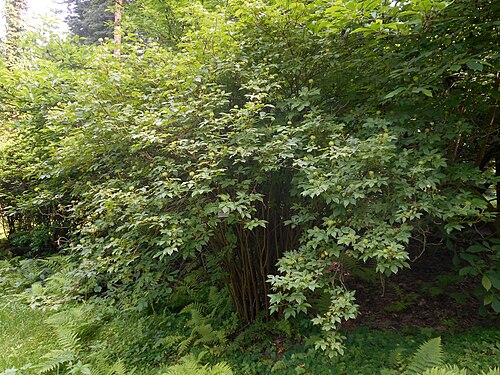 Siberian ginseng: Kolcosił szczeciniasty ( Acanthopanax senticosus ), Arboretum w Rogowie.