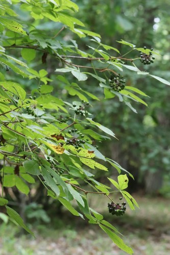 Siberian ginseng (Eleutherococcus senticosus)