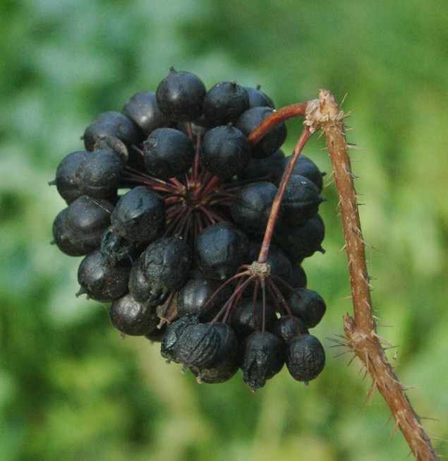 Siberian ginseng: Eleutherococcus senticosus