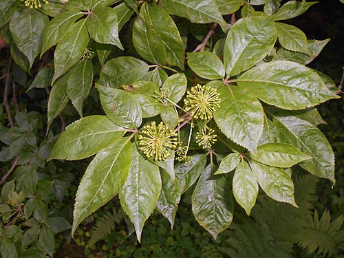 Siberian ginseng: Kolcosił szczeciniasty ( Acanthopanax senticosus ), Arboretum w Rogowie.