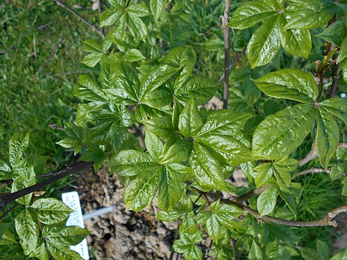 Siberian ginseng: Kolcosił szczeciniasty ( Eleutherococcus senticosus ), Ogród Botaniczny UMCS w Lublinie